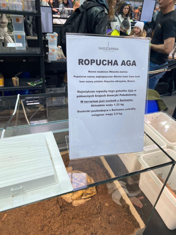 Zooegotyka w Zielonej Górze. Do hali CRS przybyły tłumy