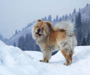 Chow Chow 