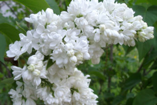 Lilak pospolity 'Mme Lemoine' - Syringa vulgaris 'Mme Lemoine'