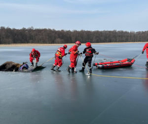 Żubrzyca utknęła na lodzie