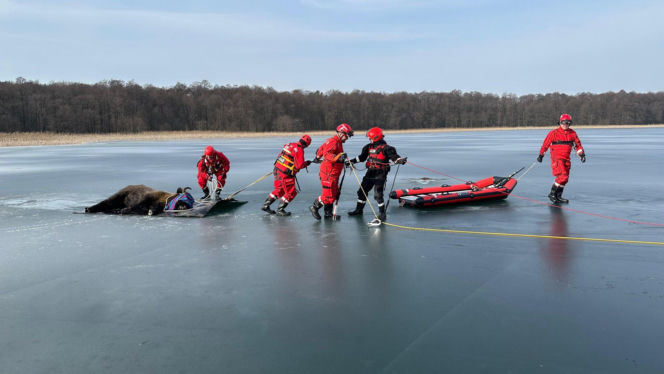 Żubrzyca utknęła na lodzie