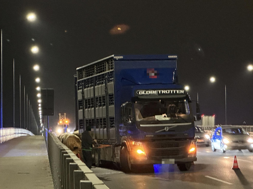 Byki brykają na moście w Warszawie! Wypadły z ciężarówki.