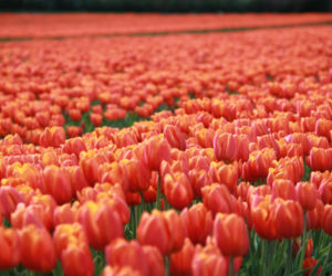 Tulipany na polach w Chrzypsku Wielkim