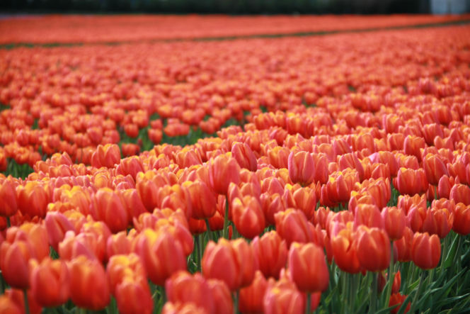 Tulipany na polach w Chrzypsku Wielkim