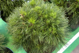 Sosna górska (kosodrzewina) 'Varella' - Pinus mugo 'Varella'