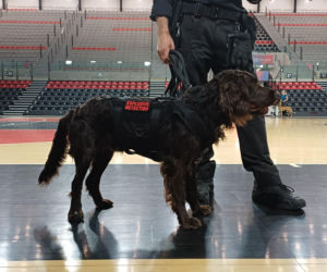 Psy służbowe, szkolenia i strefa pierwszej pomocy. Trwa drugi dzień CERBERUS K9 w Ostrowie