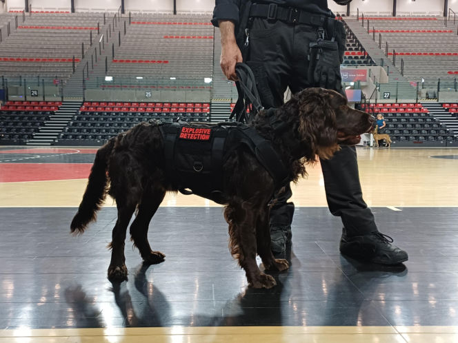 Psy służbowe, szkolenia i strefa pierwszej pomocy. Trwa drugi dzień CERBERUS K9 w Ostrowie