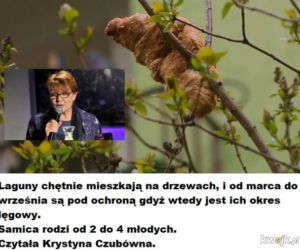 Krakowski lagun to prawdziwy FENOMEN! [MEMY]