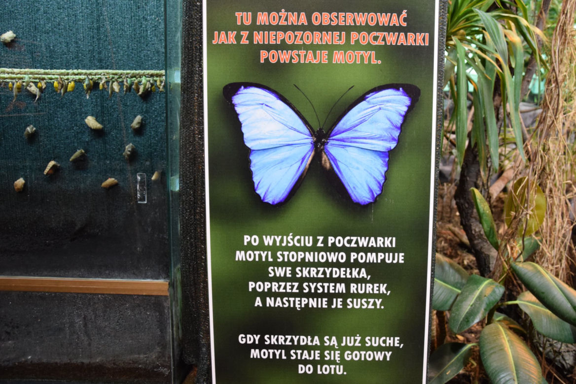 Jak wyglądała motylarnia w ZOO w Poznaniu