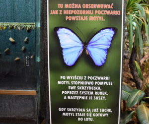 Jak wyglądała motylarnia w ZOO w Poznaniu