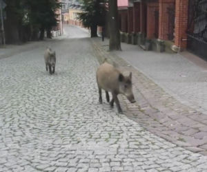 Dziki opanowały Przemyśl