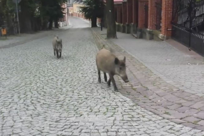 Dziki opanowały Przemyśl