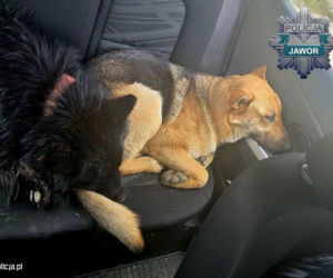 Ktoś wyrzucił psy przy S3 i odjechał. One po prostu siedziały i czekały…