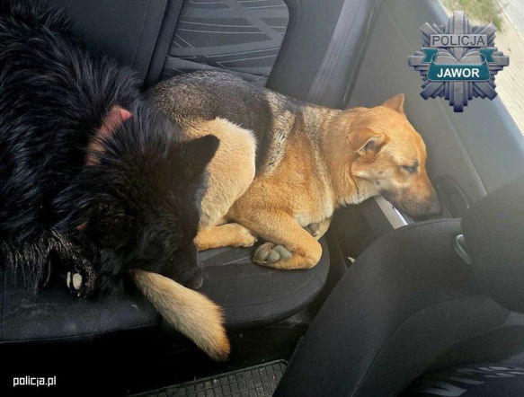 Ktoś wyrzucił psy przy S3 i odjechał. One po prostu siedziały i czekały…