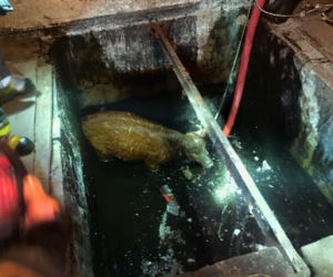 Jałówka wpadła do lodowatej wody. Strażacy ruszyli na ratunek