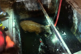 Jałówka wpadła do lodowatej wody. Strażacy ruszyli na ratunek