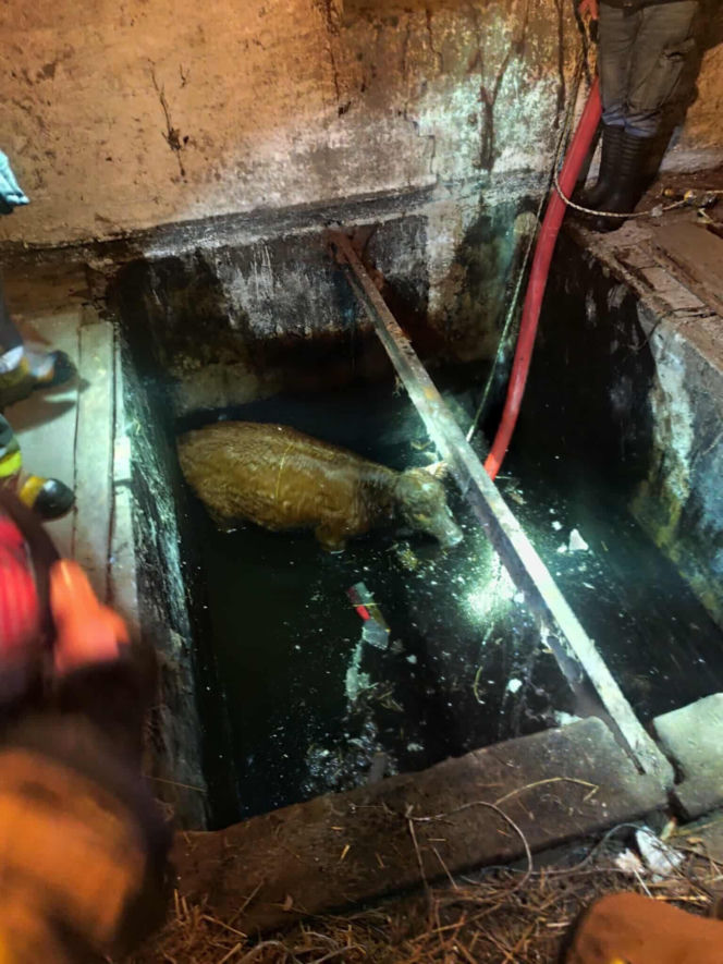 Jałówka wpadła do lodowatej wody. Strażacy ruszyli na ratunek