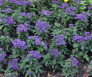 pachnace-rosliny
