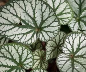 Brunnera wielkolistna