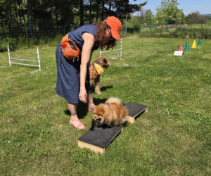 Dogoterapia Kielce