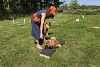 Dogoterapia Kielce