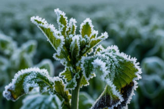 Skutki przymrozków to nie tylko straty w plonach. Ten cichy problem dotyka wielu rolników