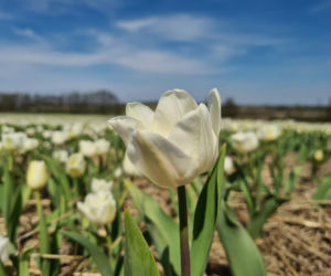 Miliony tulipanów na polach w Wielkopolsce!