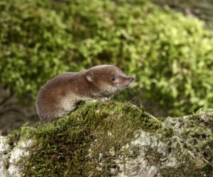 Ryjówka w ogrodzie, w domu. Co je, czy ryjówka to szkodnik? 