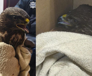 Ranny myszołów leżał bezradny i czekał na pomoc. Uratowali pięknego ptaka