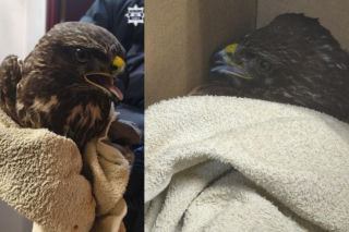 Ranny myszołów leżał bezradny i czekał na pomoc. Uratowali pięknego ptaka