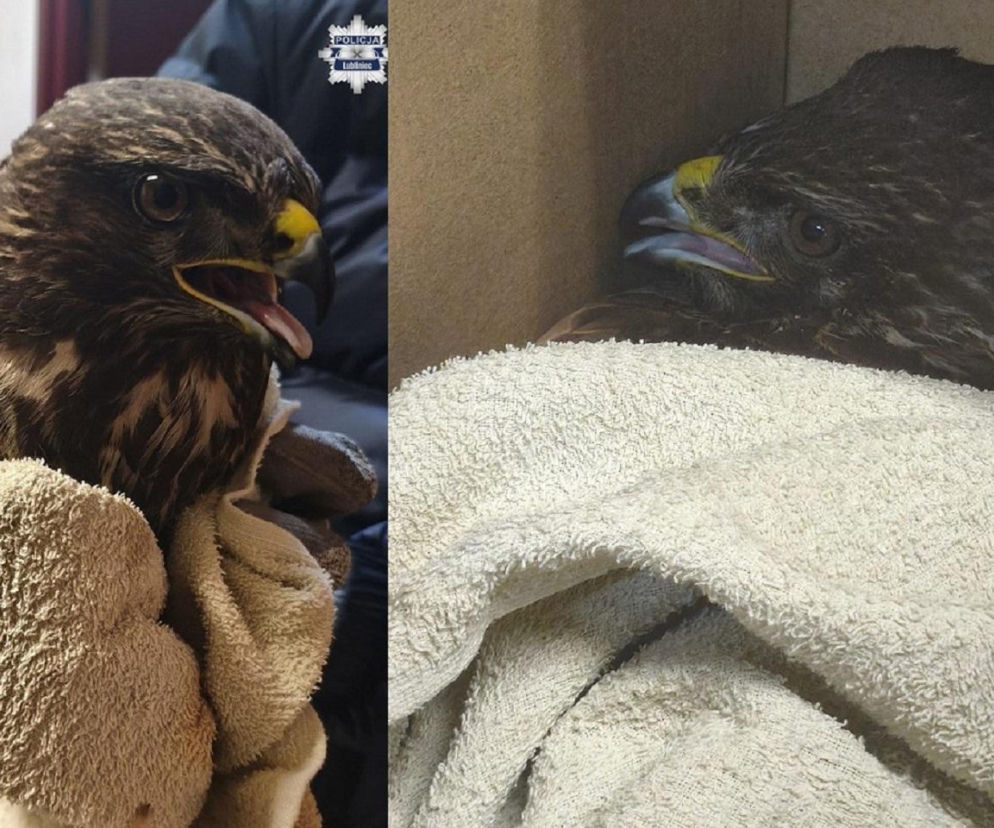 Ranny myszołów leżał bezradny i czekał na pomoc. Uratowali pięknego ptaka