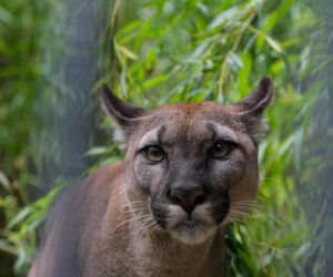 Trzymał w domu pumę. Został skazany