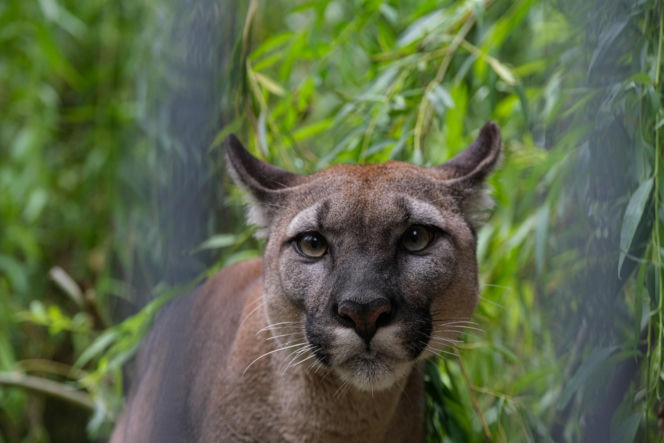 Trzymał w domu pumę. Został skazany