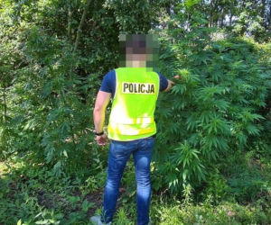 Pies wywęszył ogromną plantację marihuany pod Zduńską Wolą 