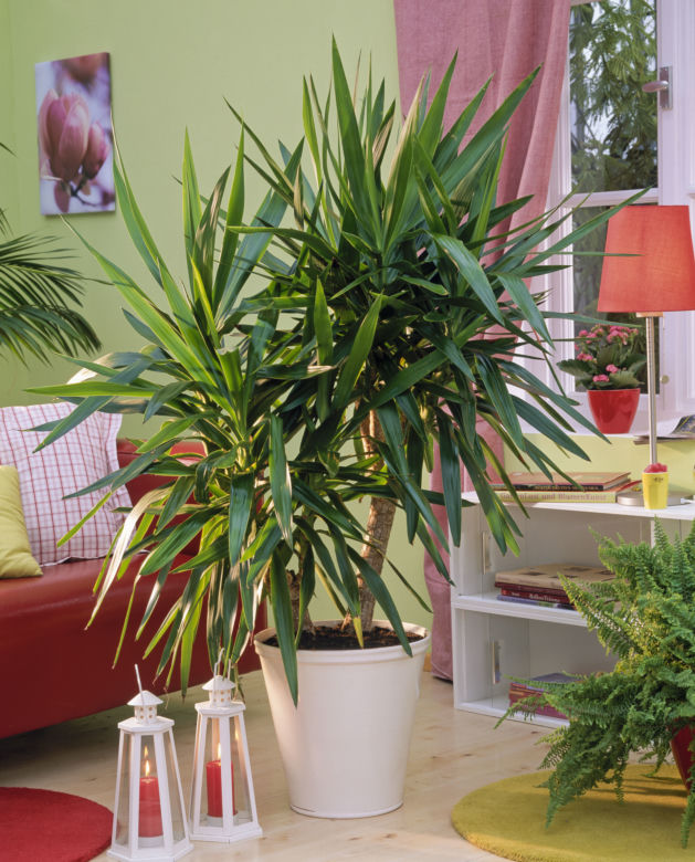 Yucca