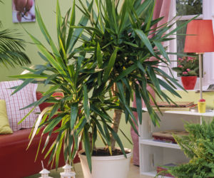 Yucca