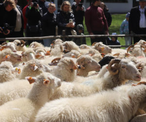 Wiosenny redyk w Ludźmierzu
