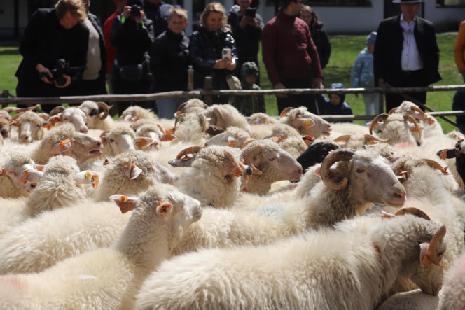Wiosenny redyk w Ludźmierzu