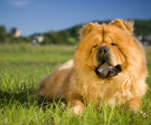 Chow Chow - obrońca, a nie pieszczoch