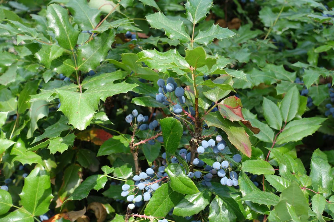 Mahonia pospolita