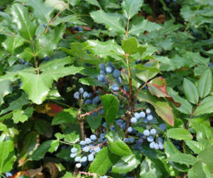 Mahonia pospolita