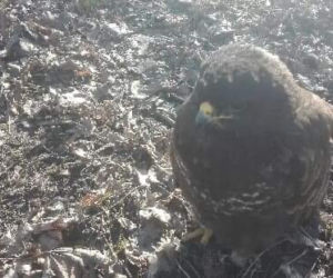 Policja ruszyła z pomocą osowiałemu myszołowowi. Ptak był w bardzo złym stanie