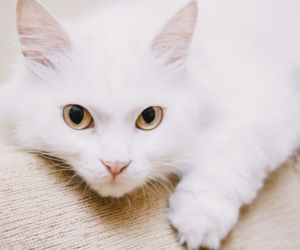 Kot turecki angora