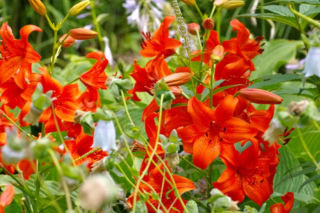 Lilia Dawida - Lilium davidii