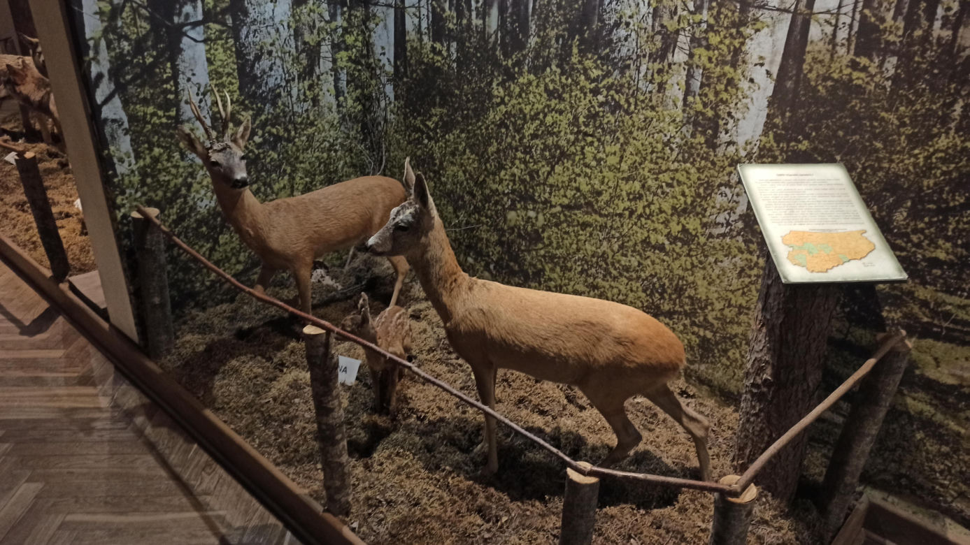Muzeum Przyrody w Olsztynie. Poznajcie faunę oraz florę Warmii i Mazur