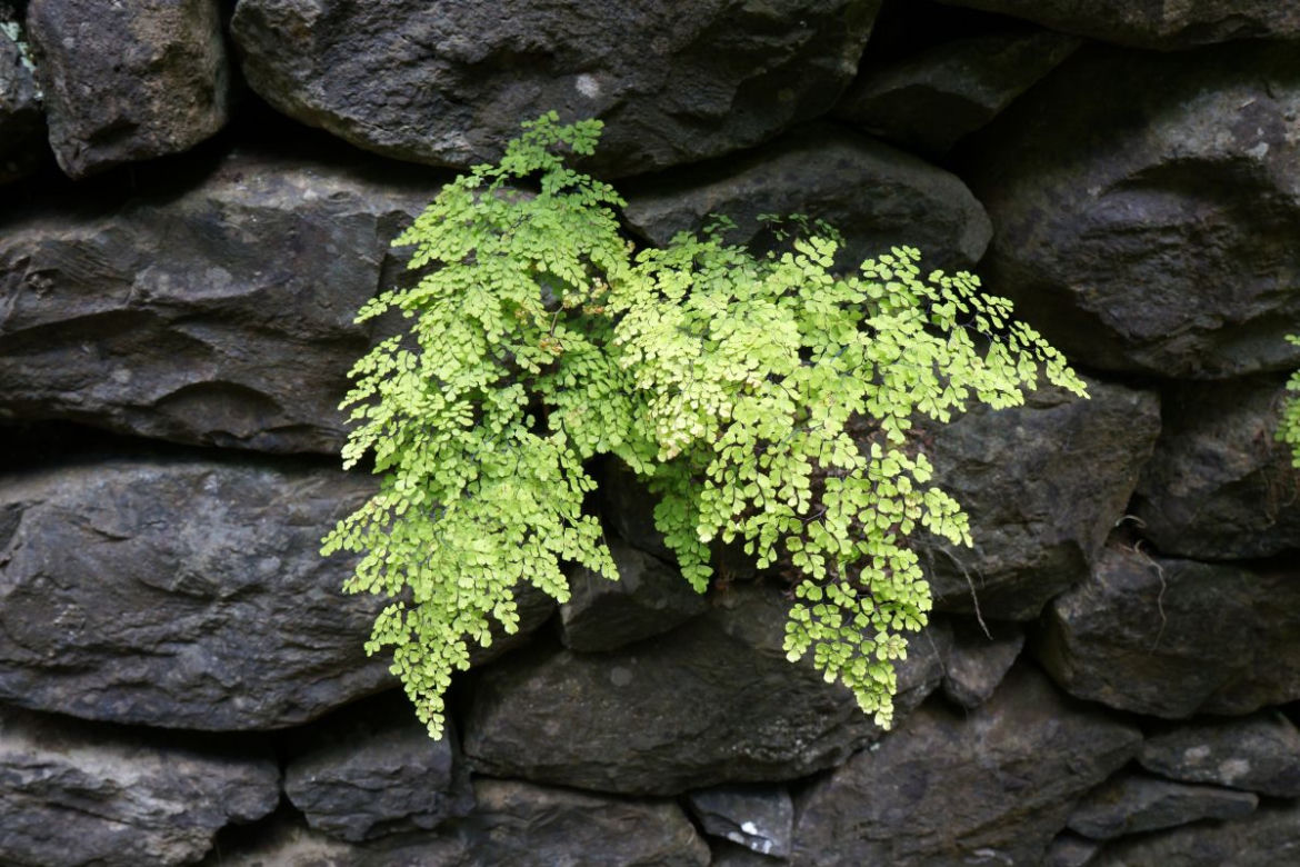 Adiantum
