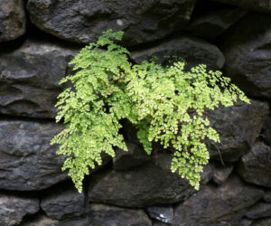 Adiantum