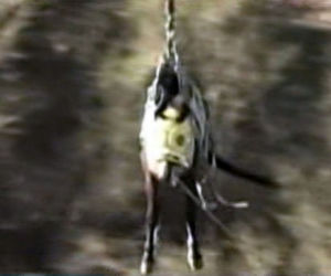 Koń leciał helikopterem 