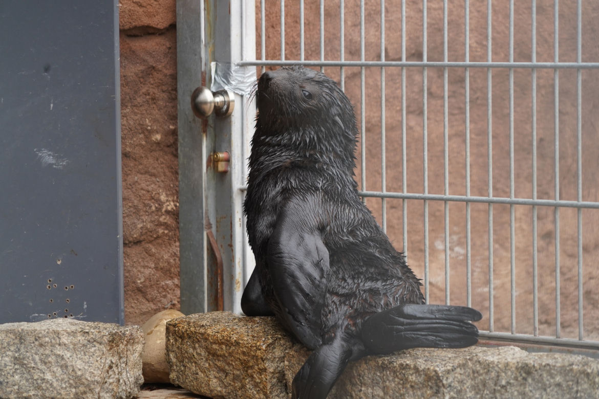 Najmłodszy kotik we wrocławskim zoo otrzymał imię Alfie