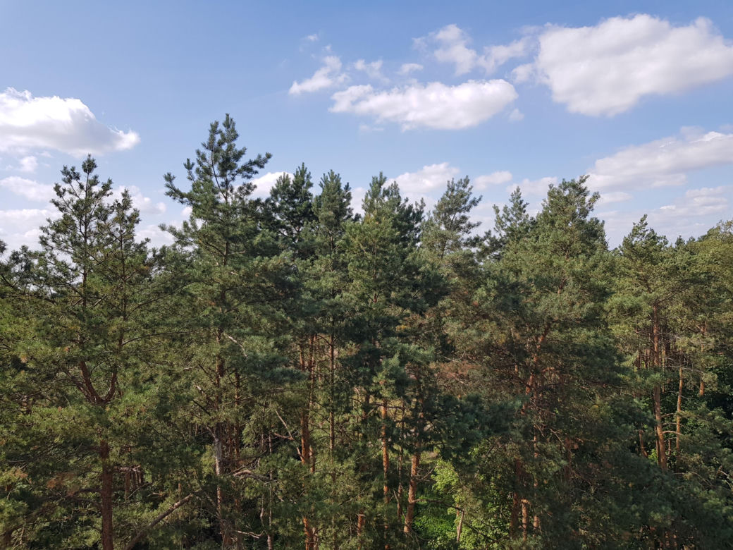 Wieża widokowa w Uhowie. To najwyższa wieża na Podlasiu [ZDJĘCIA]